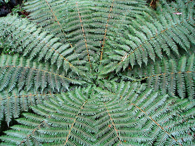 Giant Tree Fern