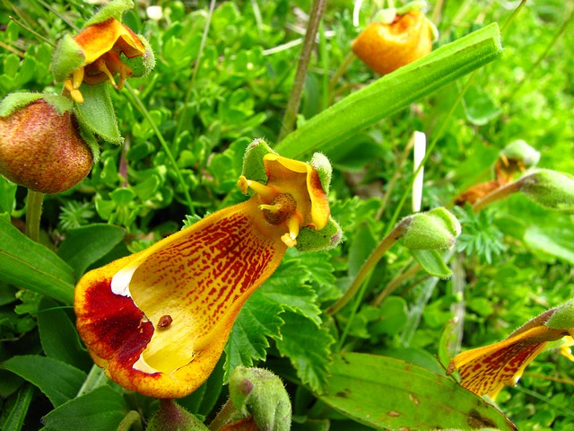 Flower of Chile 