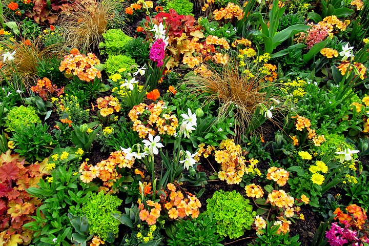 Spring Flowers