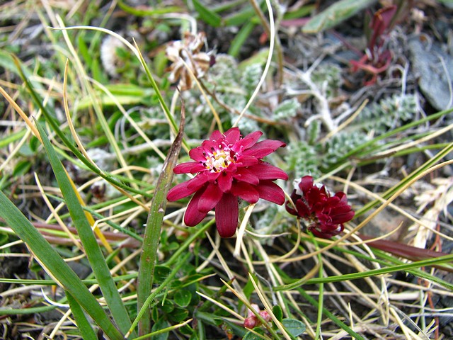 Flower of Chile 