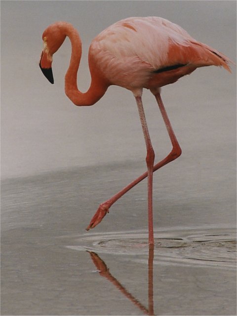 Flamingo