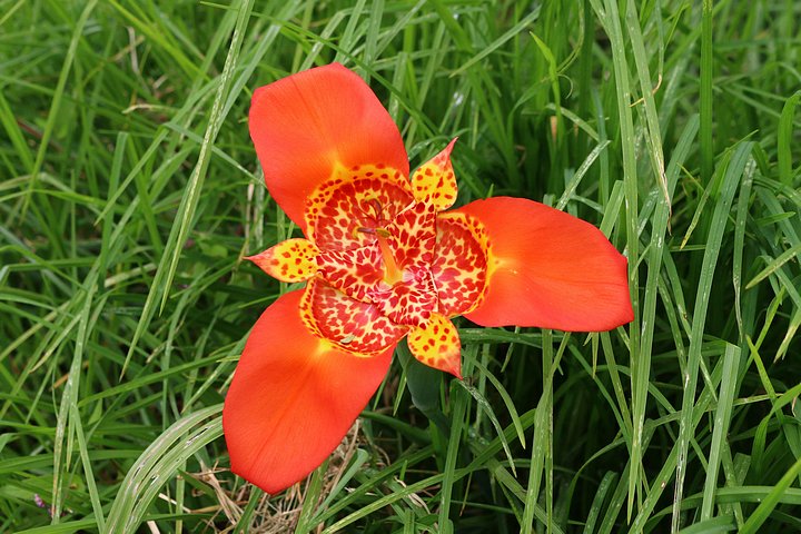 Flowers of Colombia