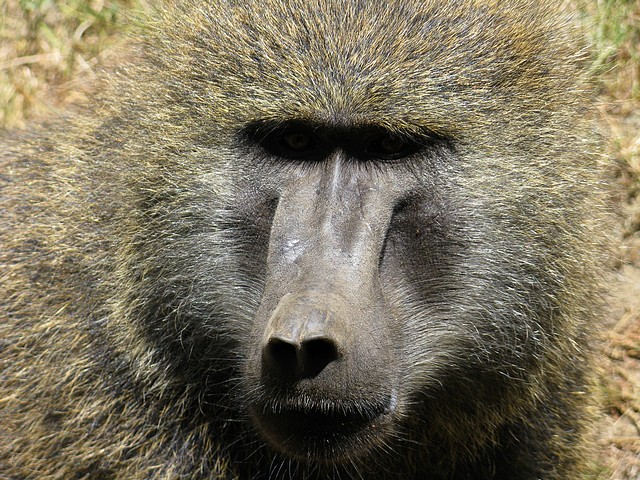 Olive Baboon