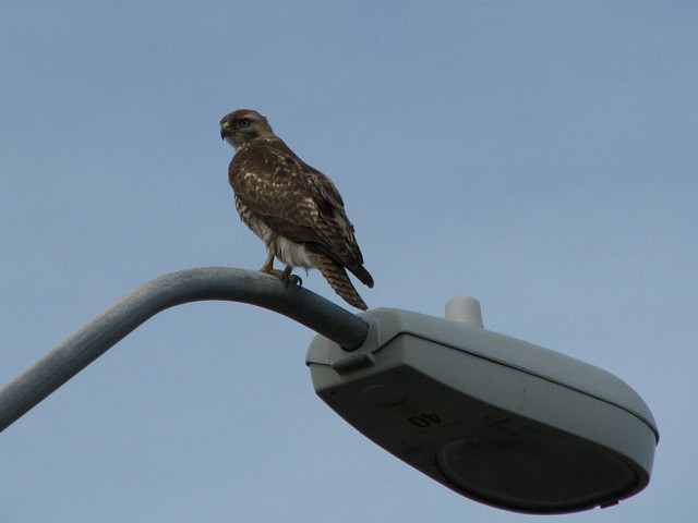 Hawk on Lampost