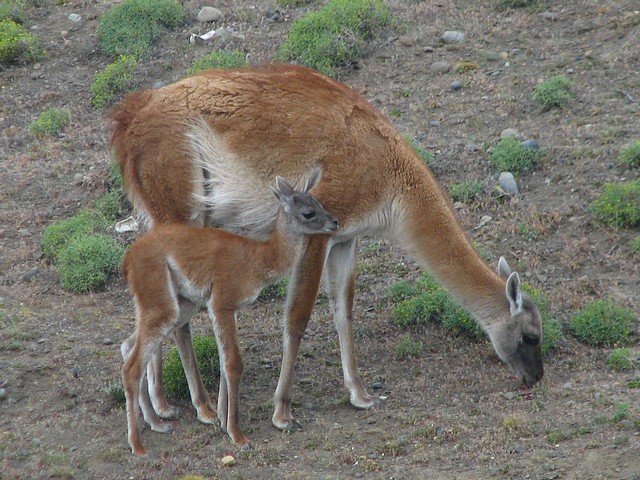 Guanacos
