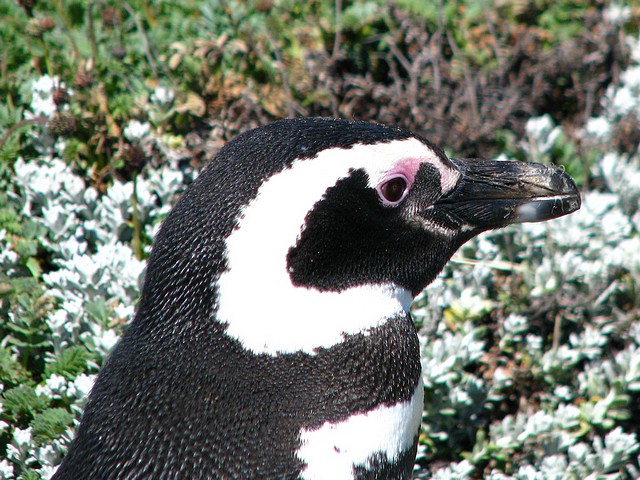 Magellanic Penguin