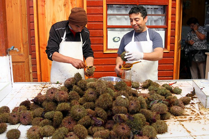 Sea Urchin Sellers