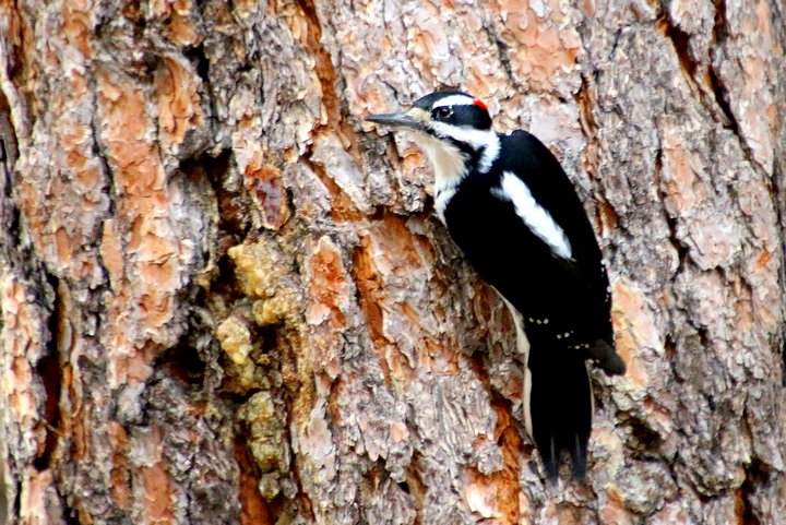 Downy Woodpecker