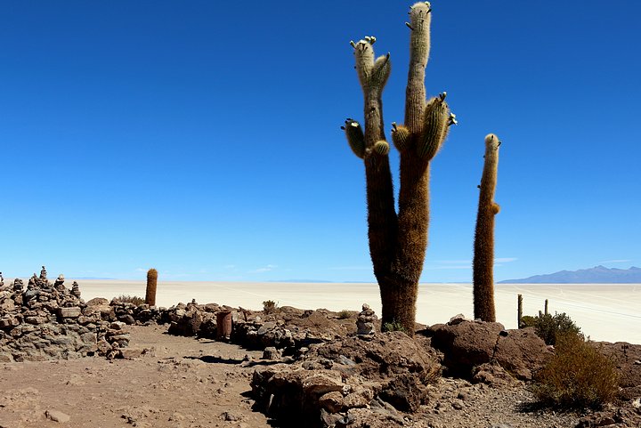 Incahuasi Island Cacti