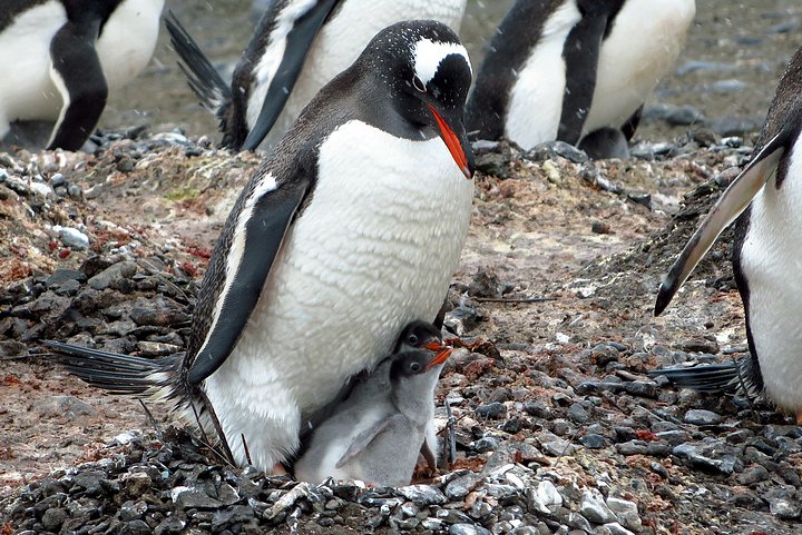 Gentoo Penguin & 2 Chicks