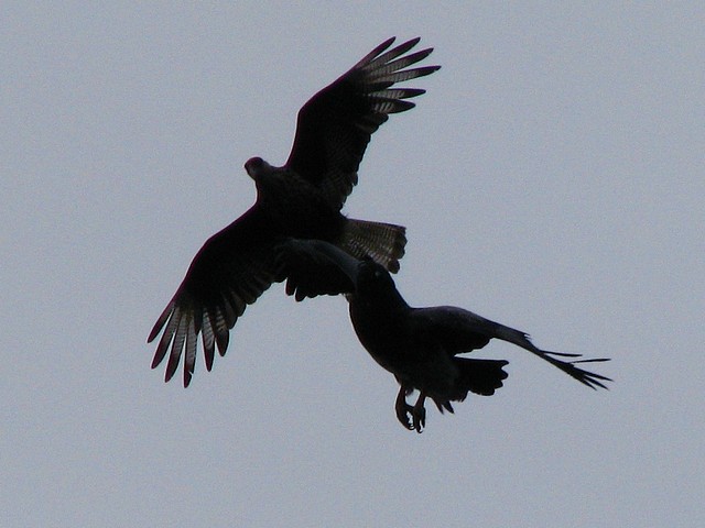 Black Chested Buzzard Eagles