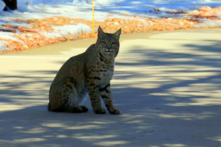 Resident Bobcat