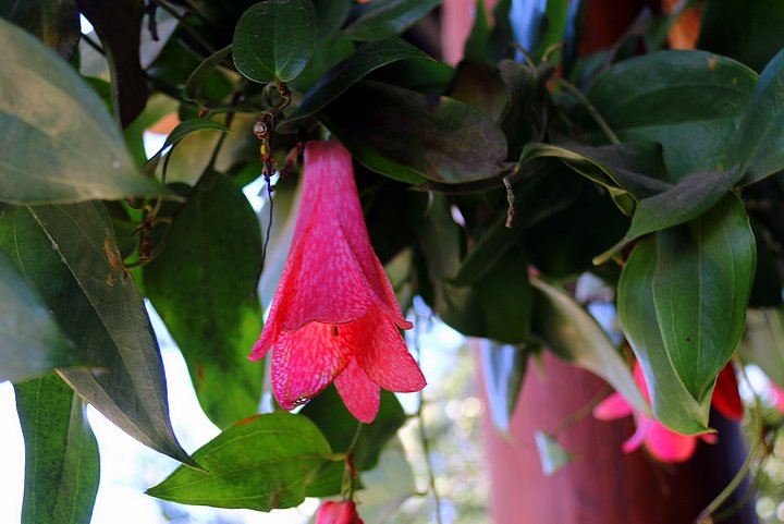 Chilean Bellflower Chile’s National Flower