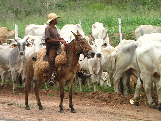 Cattle Drive
