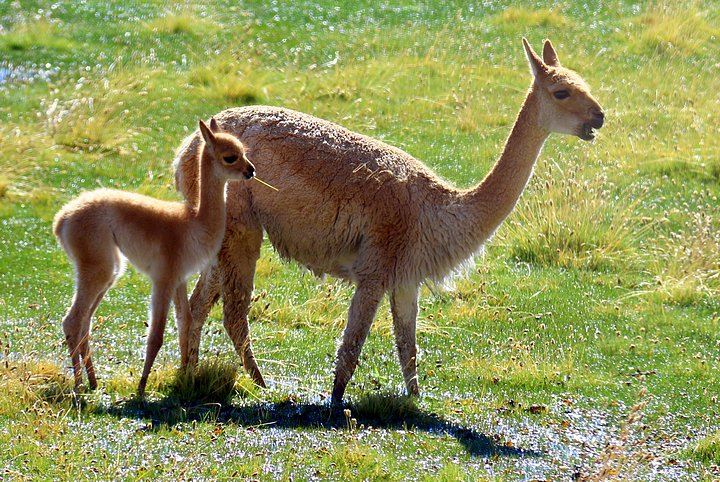 Vicuña and Fawn