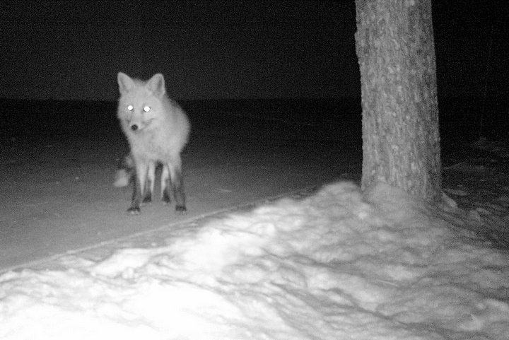 Red Fox at 9:05 PM