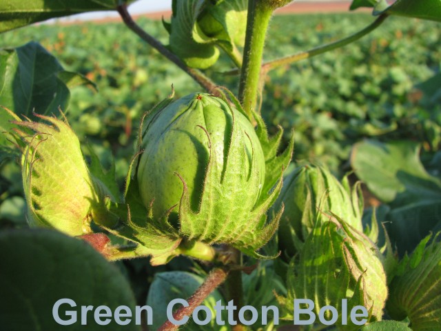 Green Cotton Bole