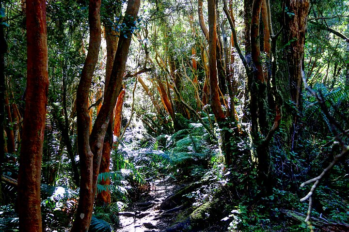 Valdivian Evergreen Rain Forest