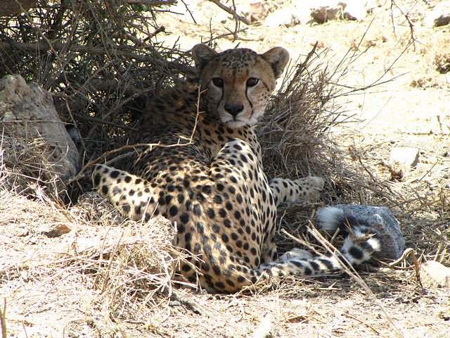 Cheetah