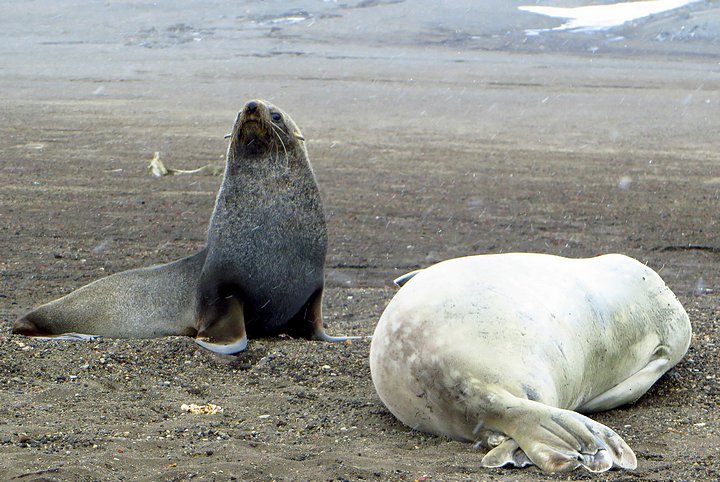 Fur and Crabeater Seals