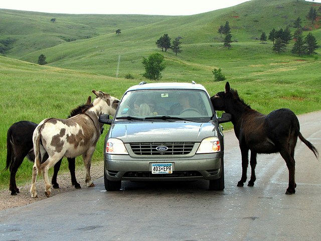 Burros Getting Treats
