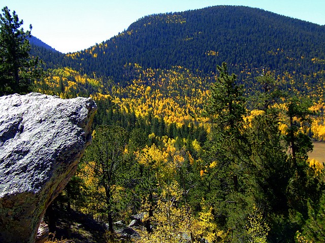 High Country Aspen
