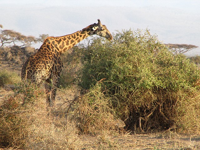 Giraffe Grazing