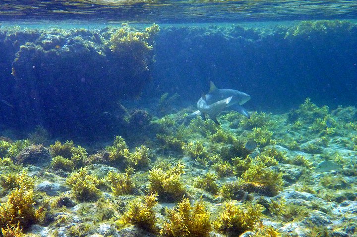 Swimming with a Shark