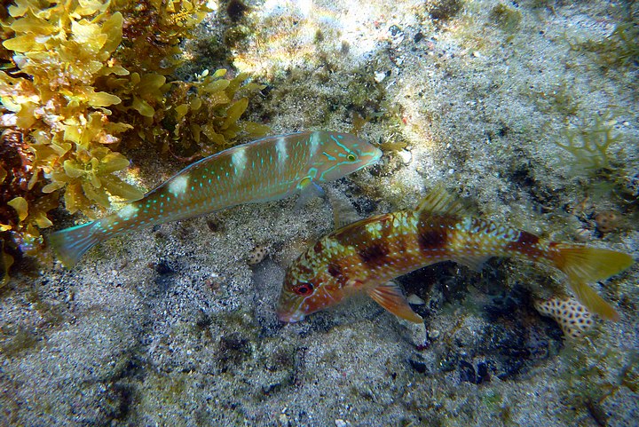 Fish in Coral Pool