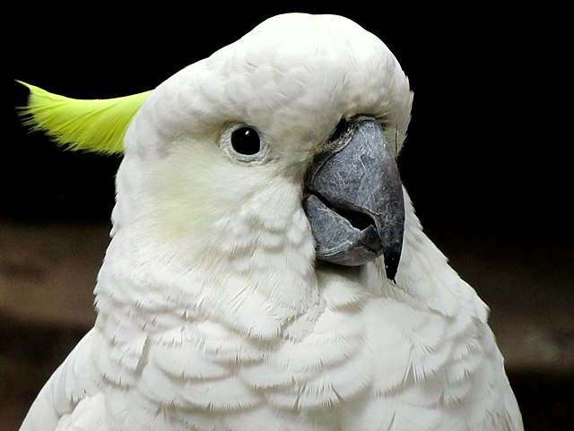 Cockatoo