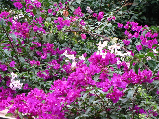 Bougainvillea at Alphaville
