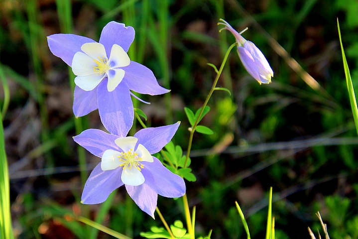 Colorado Columbine 