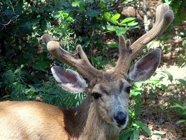 Deer in Our Backyard