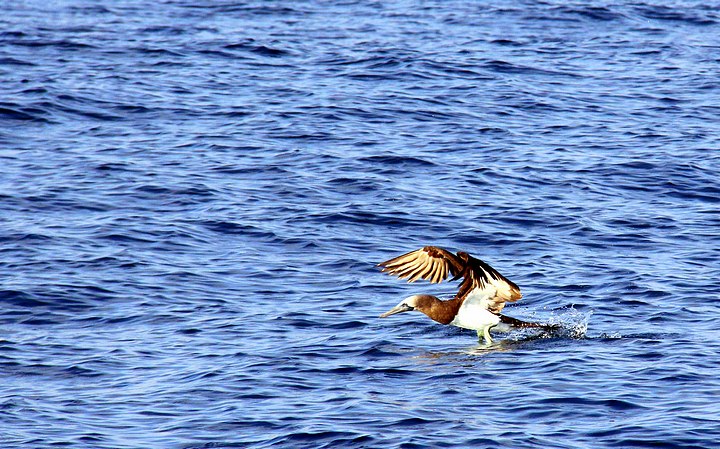 Brown Booby Fishing