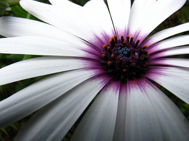 Flower of Chile 