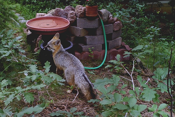 Gray Fox