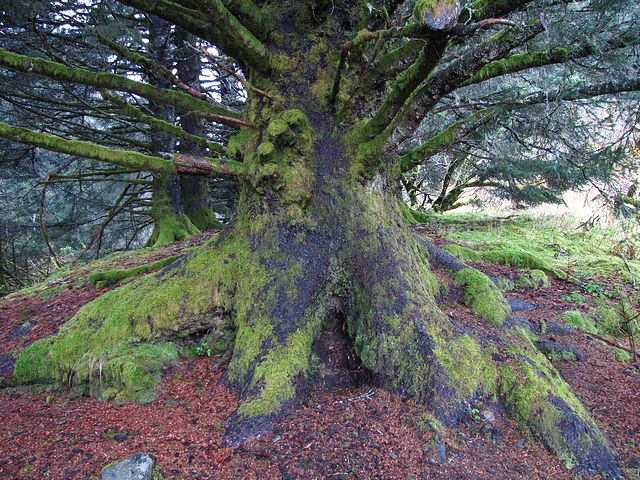 Moss Covered Tree