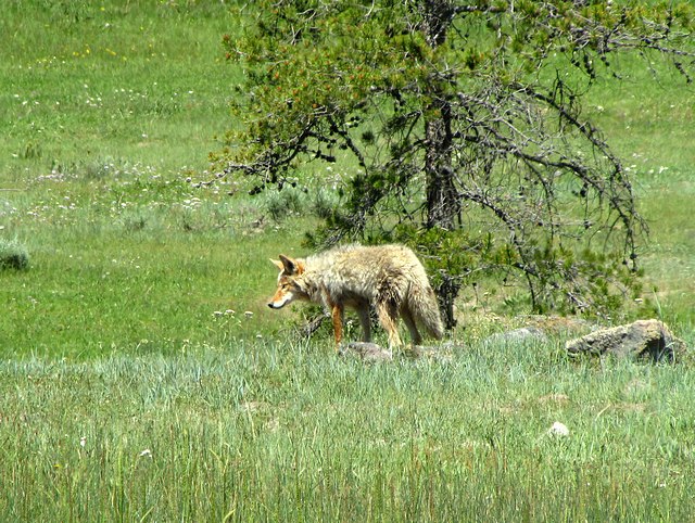 Lone Coyote