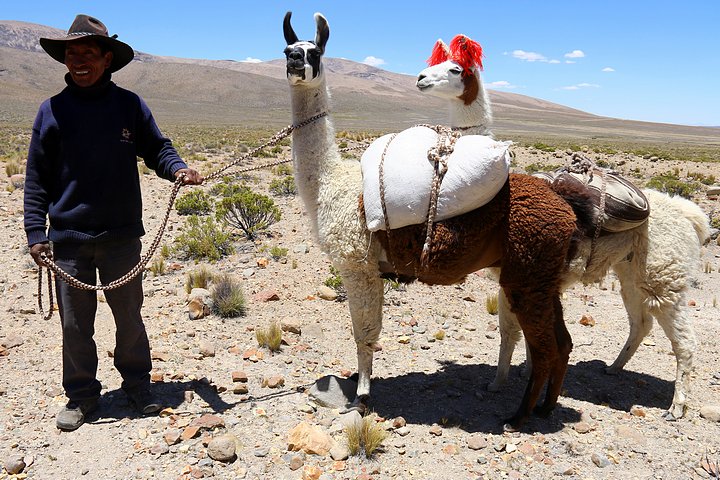 Llama Rancher