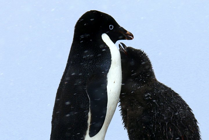 Adélie Penguin and Chick