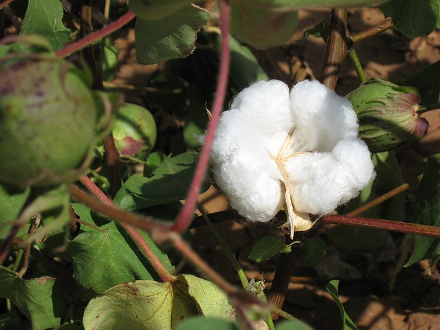 Cotton