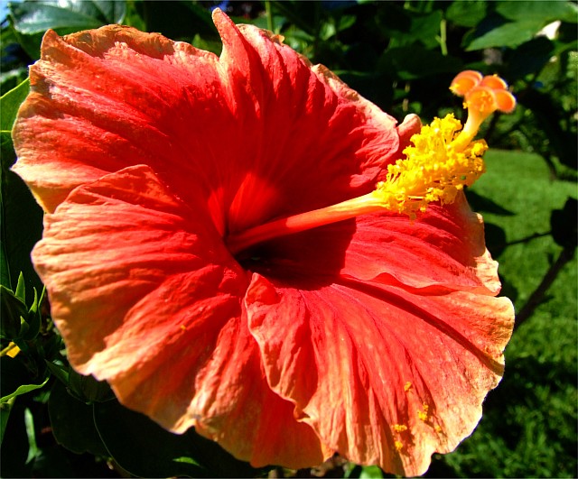 Hibiscus