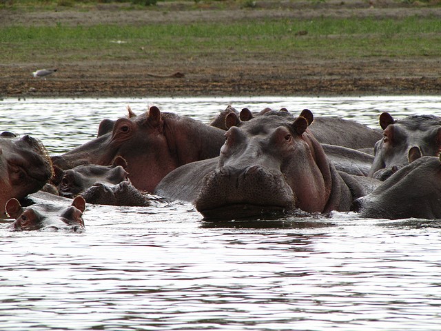 Wild Hippos 