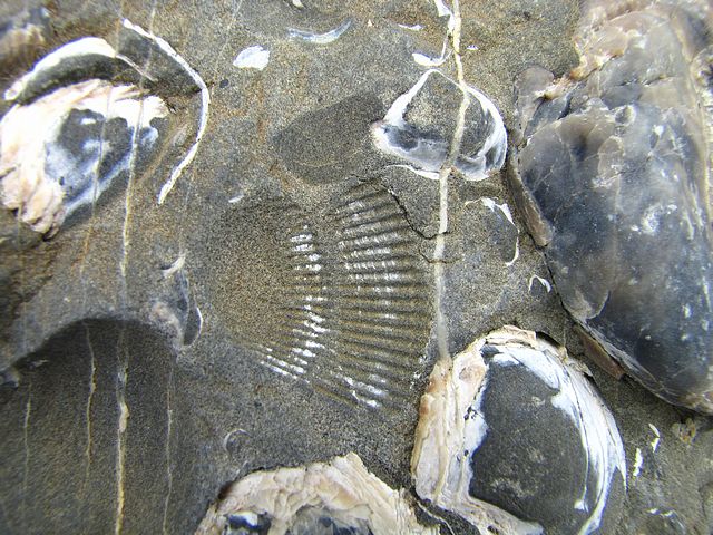 65 Million Year Old Fossils