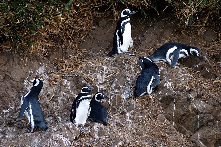 Magellanic Penguins
