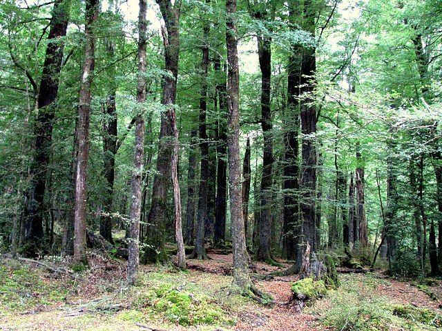 Hobbit Forest