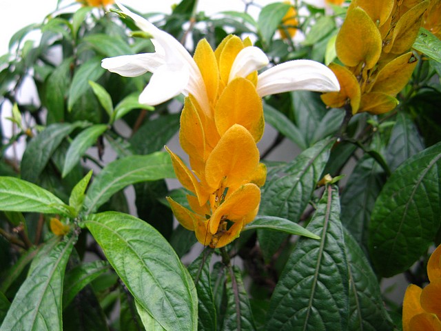 Flower in São Paulo