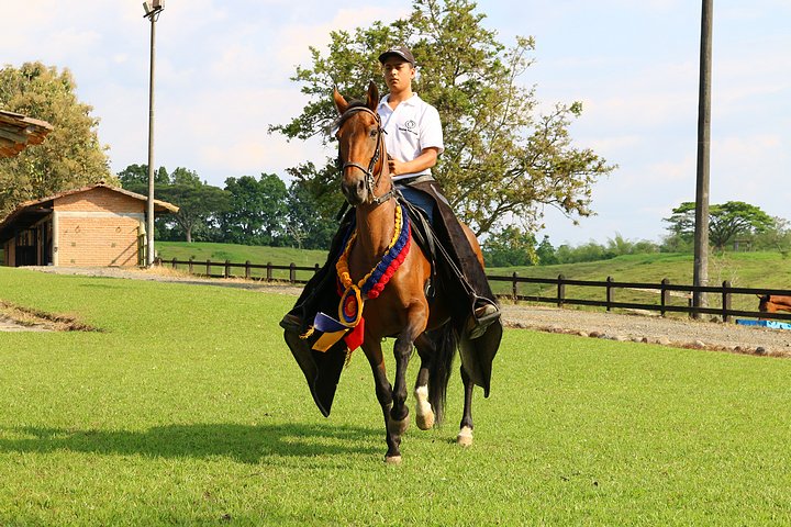 Colombian Creole Horse
