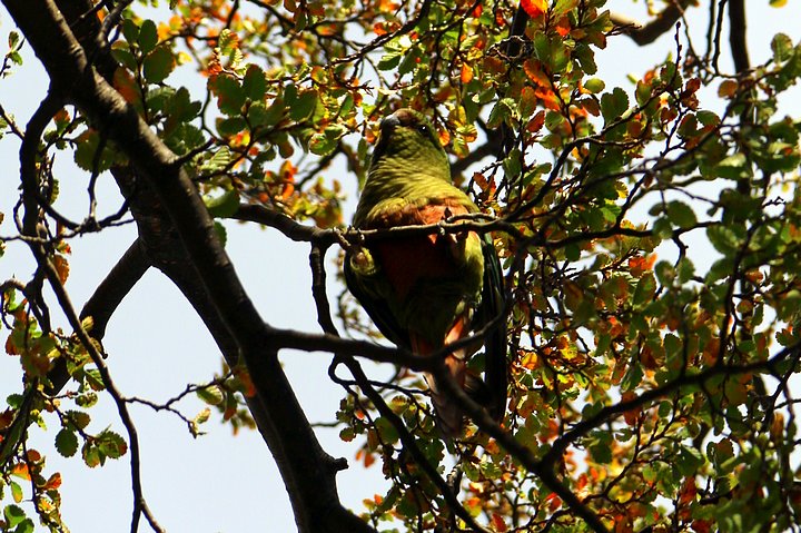 Austral Parakeets