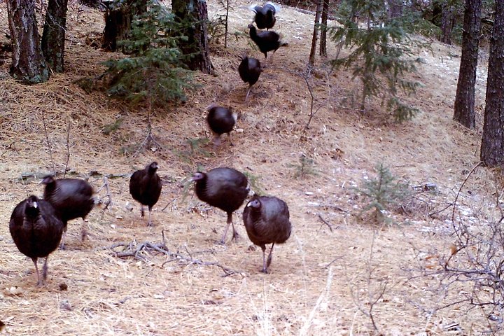 Wild Turkeys